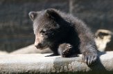 NZZ01161739 Amerikaanse zwarte beer / Ursus americanus