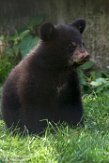 NZZ01161752 Amerikaanse zwarte beer / Ursus americanus