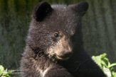 NZZ01161779 Amerikaanse zwarte beer / Ursus americanus