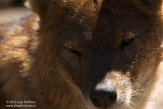 NZZ01161787 dhole / Cuon alpinus