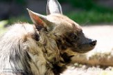 NZZ01161813 gestreepte hyena / Hyaena hyaena