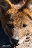 NZZ01161816 dhole / Cuon alpinus