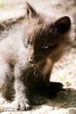 NZZ01172390 zilvervos / Vulpes vulpes (kleurmutatie)