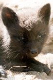 NZZ01172392 zilvervos / Vulpes vulpes (kleurmutatie)