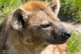 NZZ01172394 gevlekte hyena / Crocuta crocuta