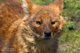 NZZ01172418 dhole / Cuon alpinus