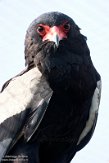 NZZ01205919 bateleur / Terathopius ecaudatus