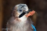 NZV01172187 Vlaamse gaai / Garrulus glandarius