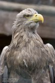 NZV01172243 Europese zeearend / Haliaeetus albicilla