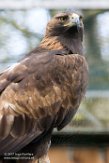 NZV01172245 steenarend / Aquila chrysaetos