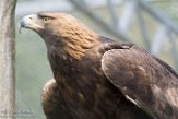 NZV01172250 steenarend / Aquila chrysaetos