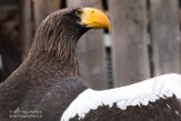 NZV01172292 Stellers zeearend / Haliaeetus pelagicus