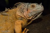 NRA01170500 groene leguaan / Iguana iguana