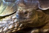 NRA01170530 sporenschildpad / Centrochelys sulcata