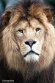 NDA01241551 Afrikaanse leeuw / Panthera leo