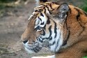 NDA01241565 Siberische tijger / Panthera tigris altaica