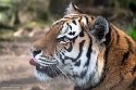 NDA01241573 Siberische tijger / Panthera tigris altaica