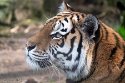 NDA01241574 Siberische tijger / Panthera tigris altaica