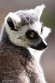 NDA01241580 ringstaartmaki / Lemur catta