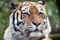 NDA01241598 Siberische tijger / Panthera tigris altaica