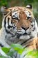 NDA01241600 Siberische tijger / Panthera tigris altaica