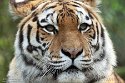 NDA01241603 Siberische tijger / Panthera tigris altaica