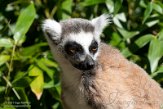NAP01210684 ringstaartmaki / Lemur catta
