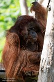 NAP02212862 Borneo orang-oetan / Pongo pygmaeus