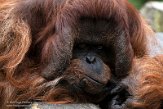 NPA01222868 Borneo orang-oetan / Pongo pygmaeus
