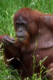 NPA01222877 Borneo orang-oetan / Pongo pygmaeus