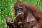 NPA01222887 Borneo orang-oetan / Pongo pygmaeus