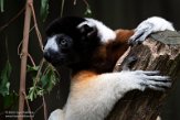 NPA01222989 kroonsifaka / Propithecus coronatus