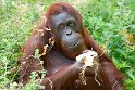 NAP01232435 Borneo orang-oetan / Pongo pygmaeus