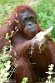 NAP01232436 Borneo orang-oetan / Pongo pygmaeus