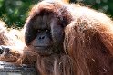 NAP01232464 Borneo orang-oetan / Pongo pygmaeus