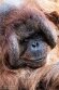 NAP01245265 Borneo orang-oetan / Pongo pygmaeus