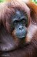 NAP01245272 Borneo orang-oetan / Pongo pygmaeus