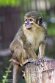 NAP01245337 dwergmeerkat / Miopithecus talapoin