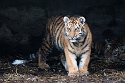 NAF01240109 Siberische tijger / Panthera tigris altaica