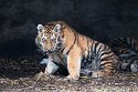 NAF01240110 Siberische tijger / Panthera tigris altaica