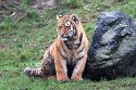 NAF01240160 Siberische tijger / Panthera tigris altaica