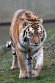 NAF01240179 Siberische tijger / Panthera tigris altaica