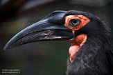 NAA01215122 zuidelijke hoornraaf / Bucorvus leadbeateri