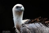 NAA01215145 vale gier / Gyps fulvus