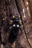 NAA01215149 gevlekte roofwants / Platymeris biguttatus