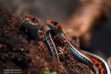 NAA01215155 San Francisco lintslang / Thamnophis sirtalis tetrataenia