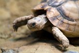 NAA01215218 Egyptische landschildpad / Testudo kleinmanni