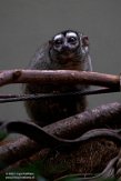 NAA01215222 grijspootdoeroecoeli / Aotus lemurinus griseimembra