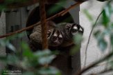 NAA01215234 grijspootdoeroecoeli / Aotus lemurinus griseimembra