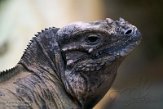 NAA01215244 neushoornleguaan / Cyclura cornuta
